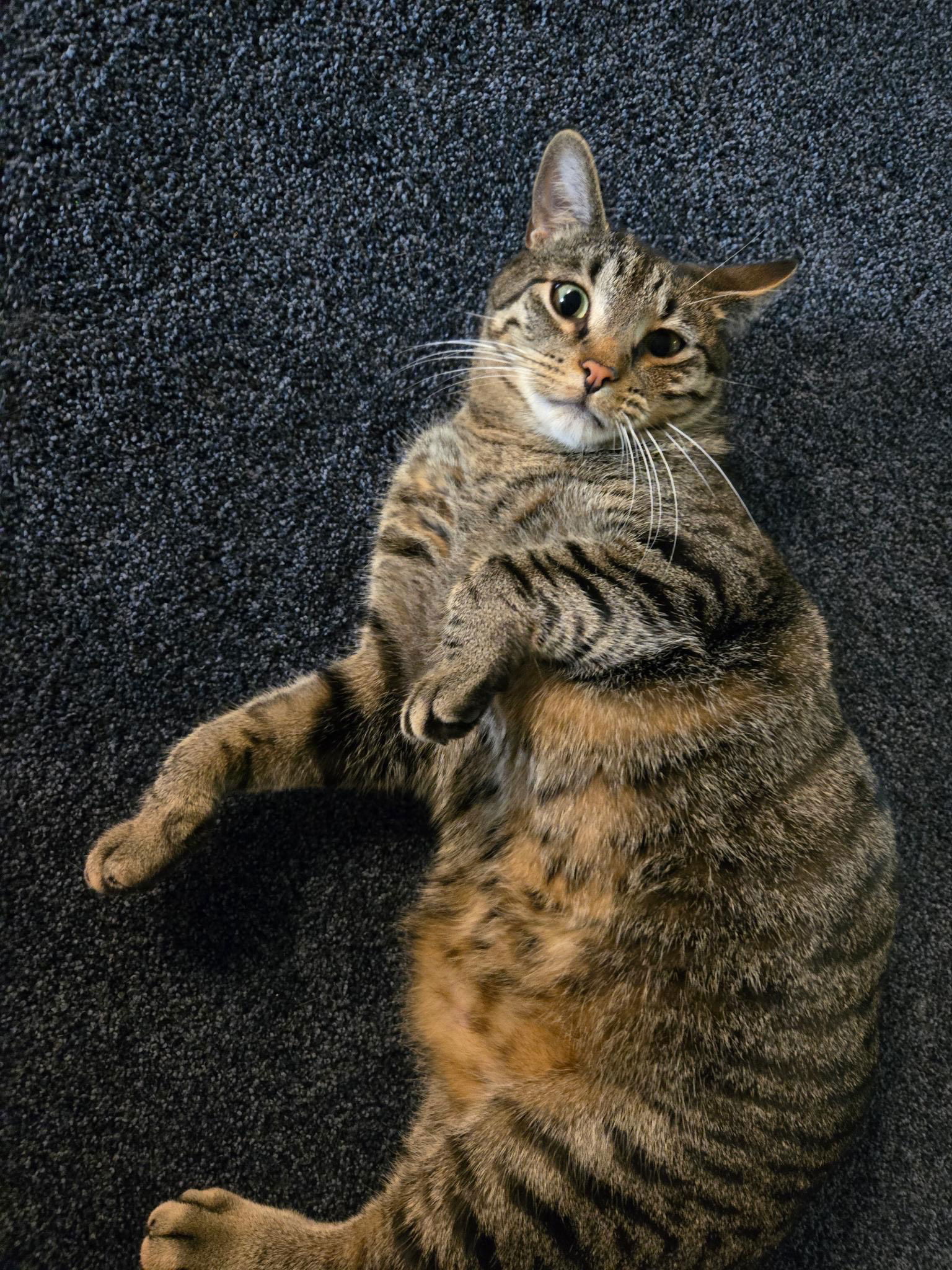 Damar (Bonded Pair with Kes)