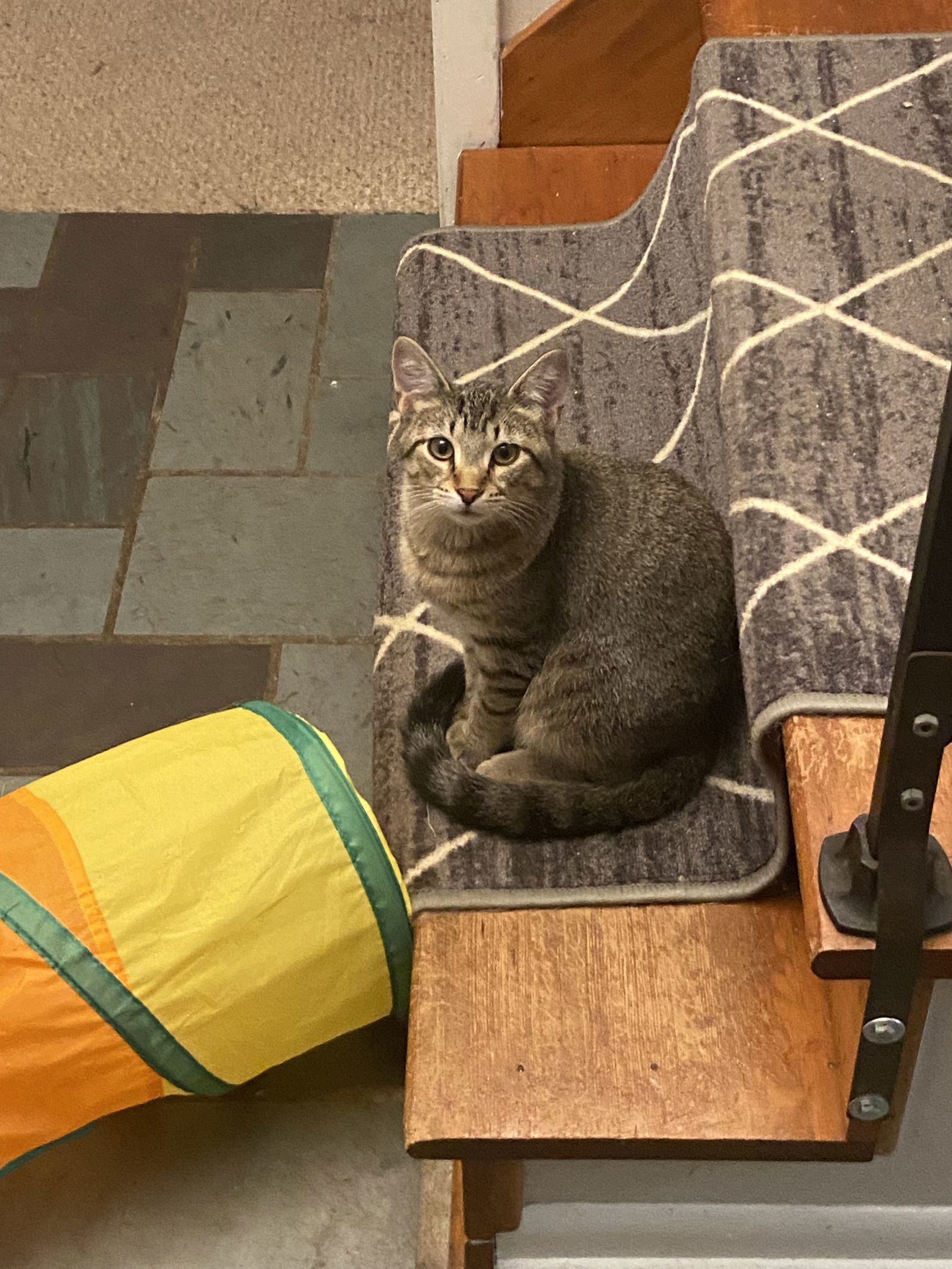 Kes (Bonded Pair with Damar)