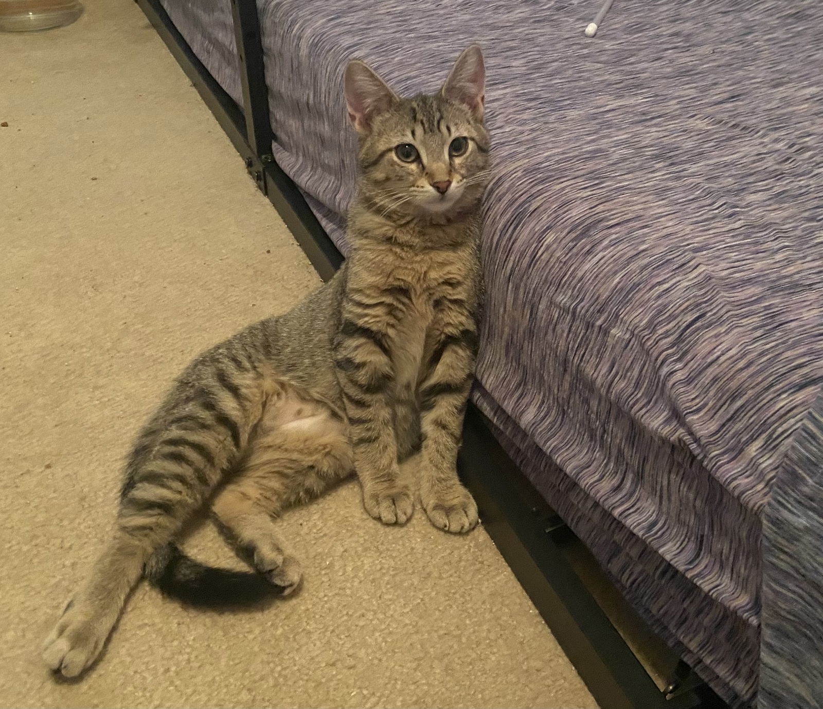 Kes (Bonded Pair with Damar)