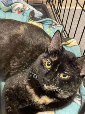 Talia, Young Female Domestic Short Hair