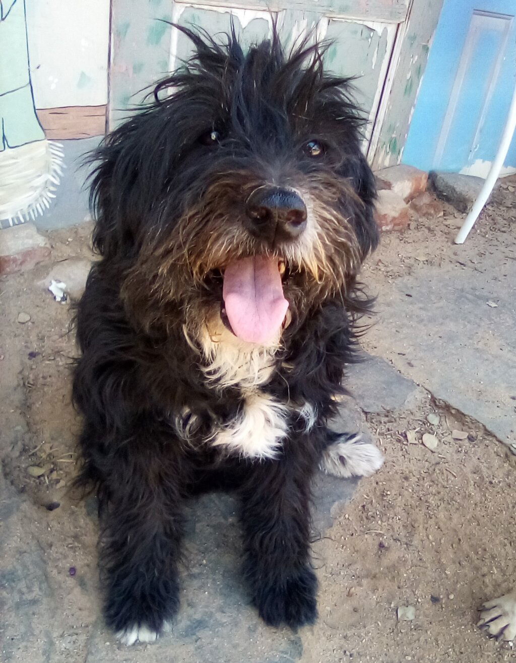 Lola ADOPTION w/beagle Meg, an adoptable Schnauzer, Poodle in Apple Valley, CA, 92307 | Photo Image 1