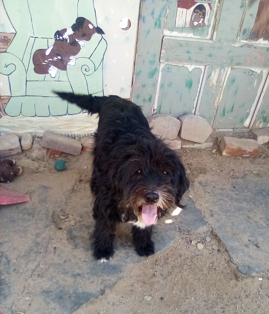 Lola- BFF is Meg SPECIAL!, an adoptable Schnauzer, Poodle in Apple Valley, CA, 92307 | Photo Image 2