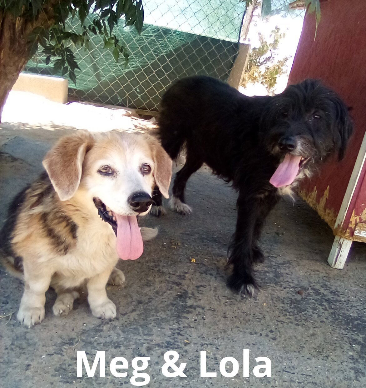 Lola ADOPTION w/beagle Meg, an adoptable Schnauzer, Poodle in Apple Valley, CA, 92307 | Photo Image 3