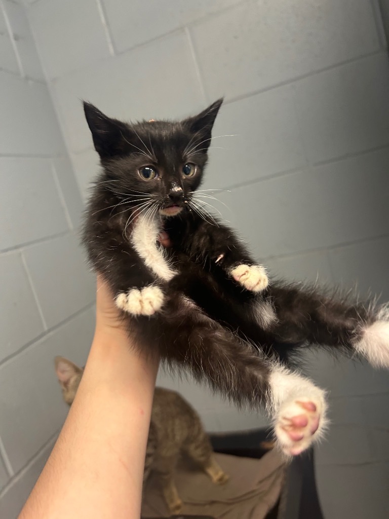 Gracilla, an adoptable Domestic Short Hair in Greenwood, MS, 38930 | Photo Image 1