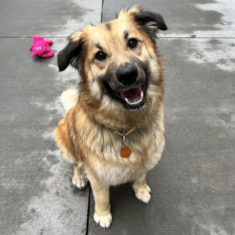 George, an adoptable Shepherd, Mixed Breed in Bismarck, ND, 58507 | Photo Image 1