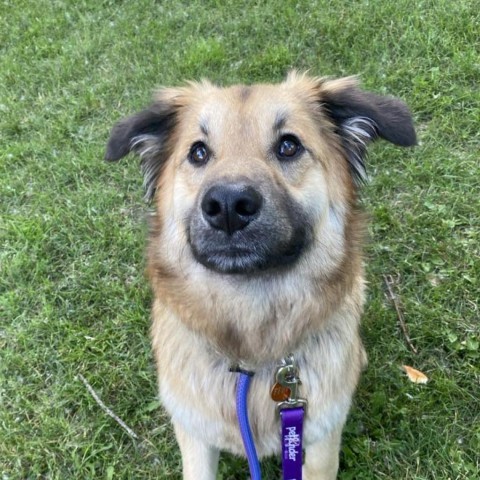 George, an adoptable Shepherd, Mixed Breed in Bismarck, ND, 58507 | Photo Image 2