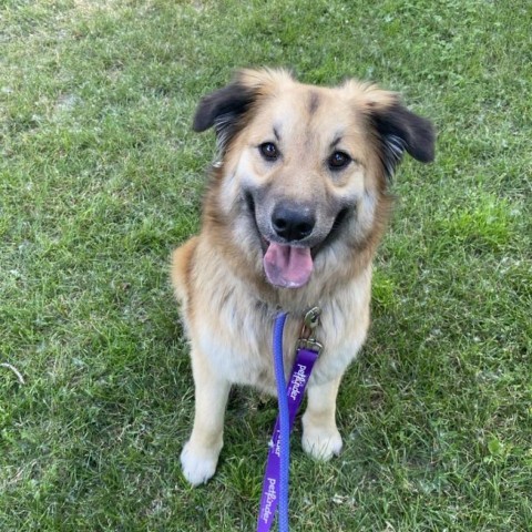 George, an adoptable Shepherd, Mixed Breed in Bismarck, ND, 58507 | Photo Image 3