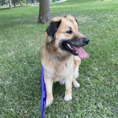 George, an adoptable Shepherd, Mixed Breed in Bismarck, ND, 58507 | Photo Image 4