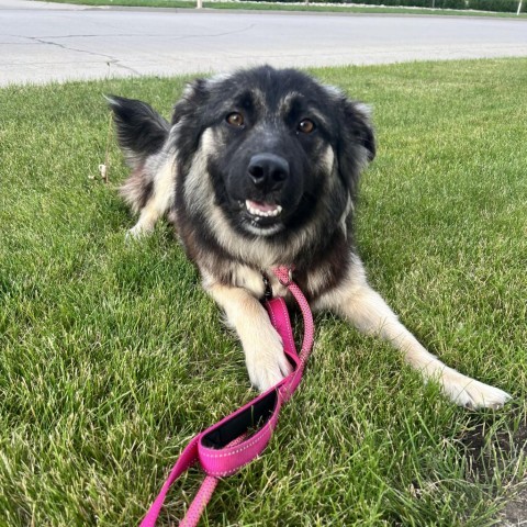 Mya, an adoptable Mixed Breed in Bismarck, ND, 58507 | Photo Image 3