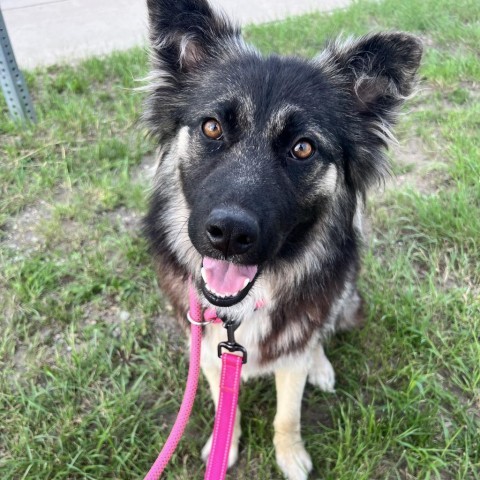 Mya, an adoptable Mixed Breed in Bismarck, ND, 58507 | Photo Image 4