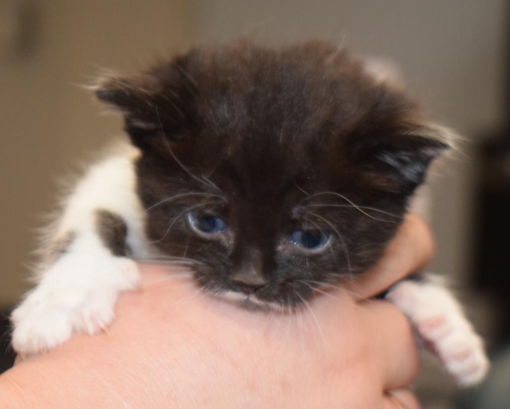 Twilight, an adoptable Domestic Short Hair in Pahrump, NV, 89048 | Photo Image 1