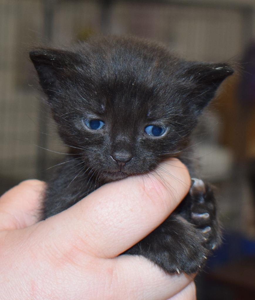 Sundown, an adoptable Domestic Short Hair in Pahrump, NV, 89048 | Photo Image 1