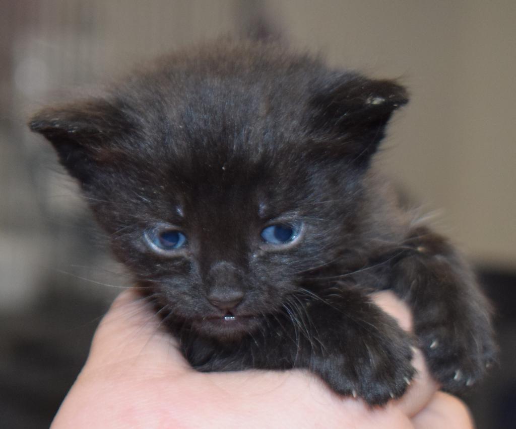 Ink Spot, an adoptable Domestic Short Hair in Pahrump, NV, 89048 | Photo Image 1