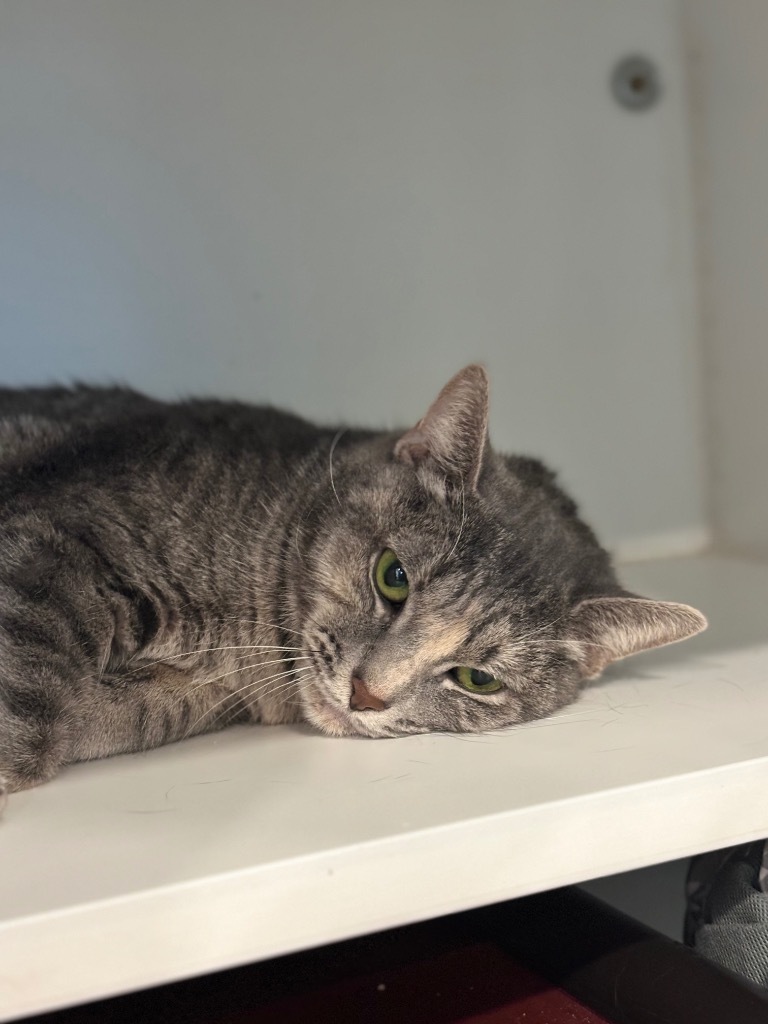 Lilo, an adoptable Domestic Short Hair in Lunenburg, VT, 05906 | Photo Image 1