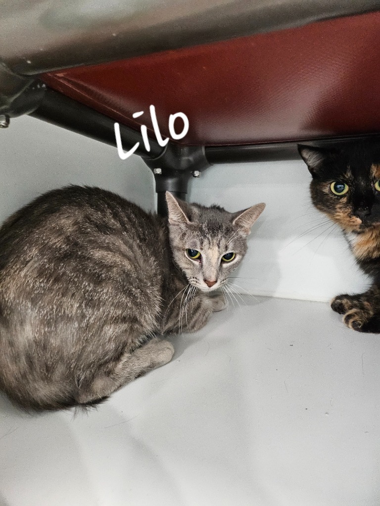 Lilo, an adoptable Domestic Short Hair in Lunenburg, VT, 05906 | Photo Image 3