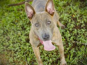 JACKIE Bull Terrier Dog