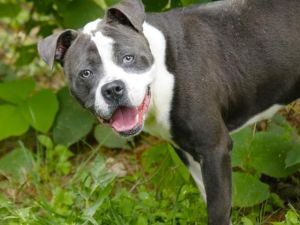 PELI American Staffordshire Terrier Dog