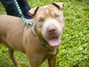 BOISE Shar-Pei Dog