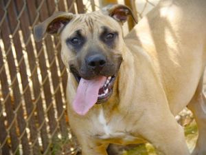 GEORGE Black Mouth Cur Dog