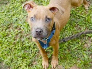 TONKA American Staffordshire Terrier Dog