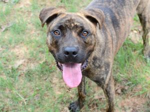 COWBOY American Staffordshire Terrier Dog