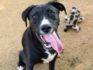 OREO Labrador Retriever Dog