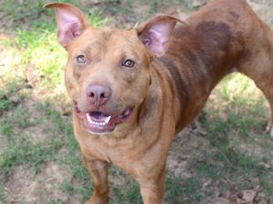 MEATBALL Catahoula Leopard Dog Dog