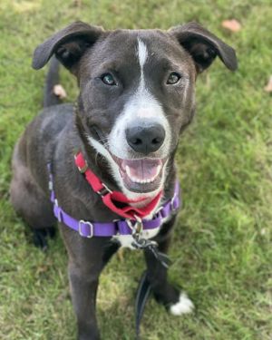 CASPIAN Staffordshire Bull Terrier Dog