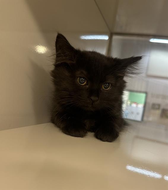 MIDNIGHT, an adoptable Domestic Medium Hair in South Lake Tahoe, CA, 96150 | Photo Image 1