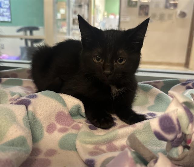 BEAN, an adoptable Domestic Short Hair in South Lake Tahoe, CA, 96150 | Photo Image 1