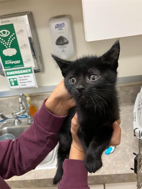 A531933, an adoptable Domestic Short Hair in Santa Maria, CA, 93455 | Photo Image 1