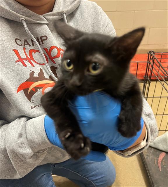 MAXINE, an adoptable Domestic Short Hair in Santa Maria, CA, 93455 | Photo Image 1