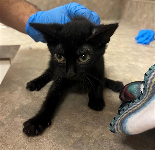 DARK PINK, an adoptable Domestic Short Hair in Santa Maria, CA, 93455 | Photo Image 1