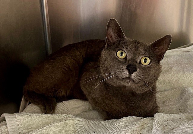 SMUDGE, an adoptable Domestic Short Hair in Santa Maria, CA, 93455 | Photo Image 1