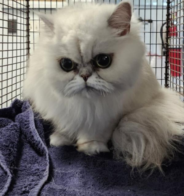 BARFY, an adoptable Persian in Los Angeles, CA, 90064 | Photo Image 1