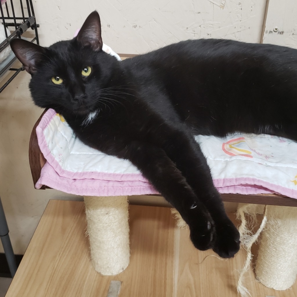 Peter MC, an adoptable Domestic Short Hair in Sherwood, OR, 97140 | Photo Image 1