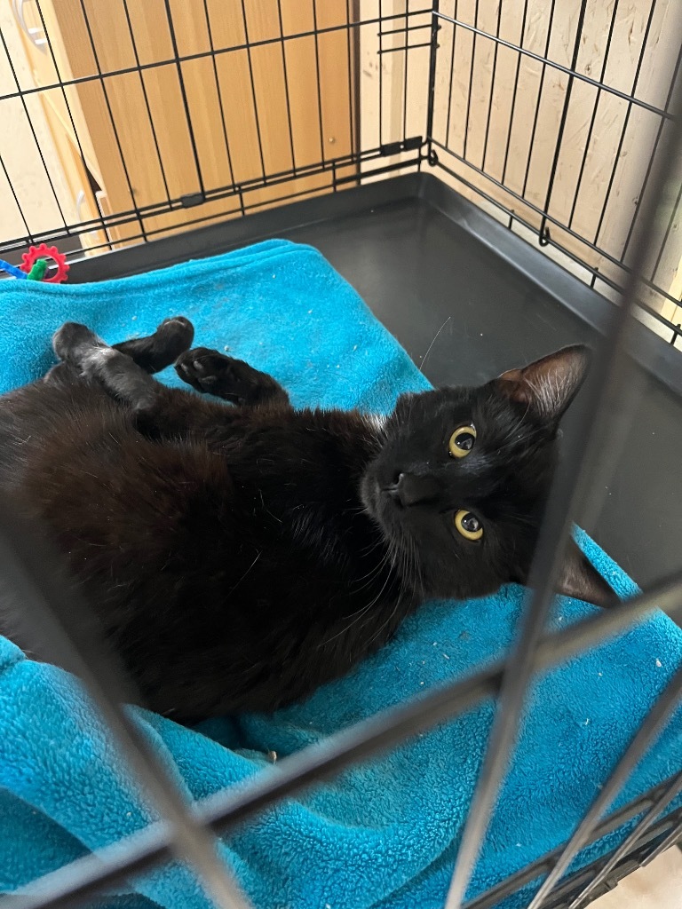 Peter MC, an adoptable Domestic Short Hair in Sherwood, OR, 97140 | Photo Image 2