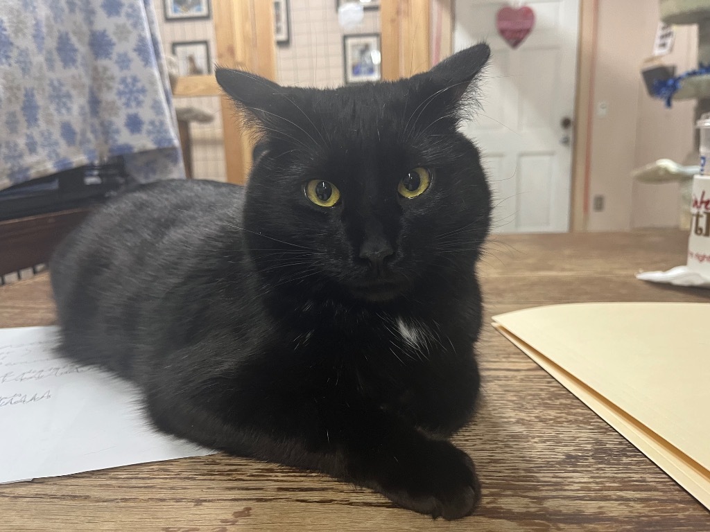 Peter MC, an adoptable Domestic Short Hair in Sherwood, OR, 97140 | Photo Image 3