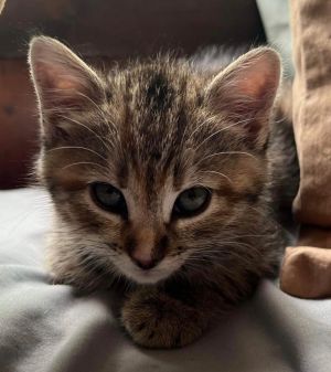 Meet Ginny the charming little kitten whos ready to find her forever home Ginny is a short and st