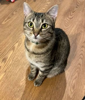 Meet Ginger Ale the enchanting young adult with a heartwarming tale of resilience and sweetness Gi