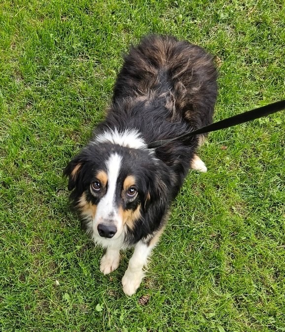 Piano, an adoptable Australian Shepherd in Thompson Falls, MT, 59873 | Photo Image 1