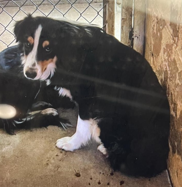 Piano, an adoptable Australian Shepherd in Thompson Falls, MT, 59873 | Photo Image 2