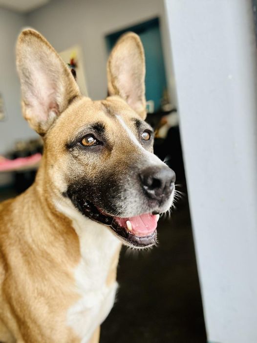 Daffodil, an adoptable Basenji in San Angelo , TX, 76904 | Photo Image 1