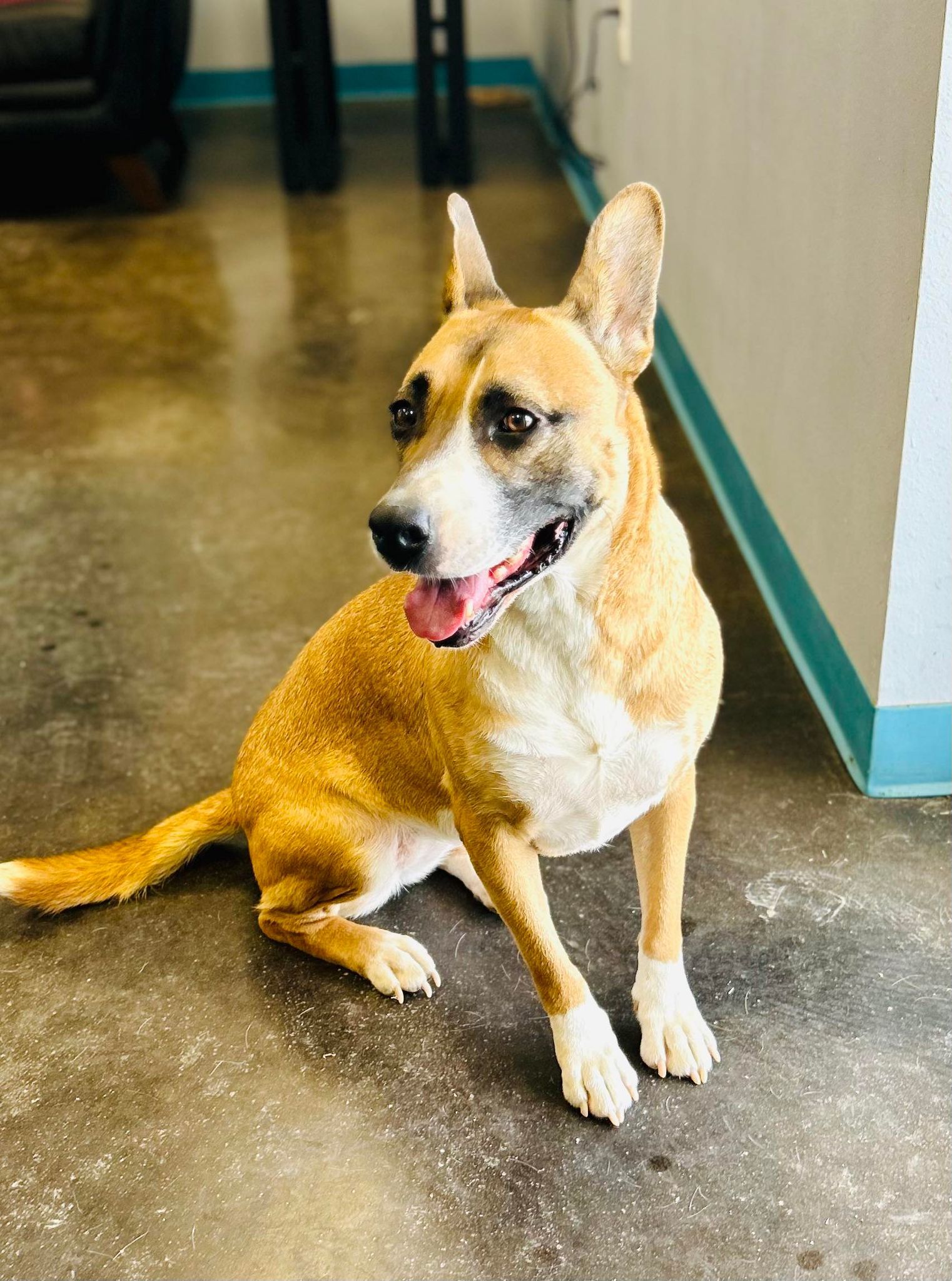 Daffodil, an adoptable Basenji in San Angelo , TX, 76904 | Photo Image 2