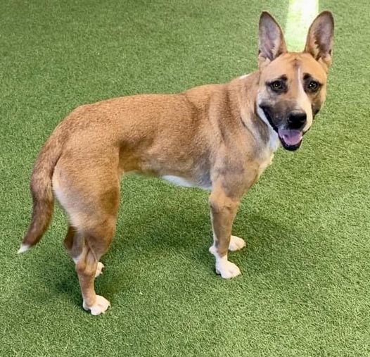 Daffodil, an adoptable Basenji in San Angelo , TX, 76904 | Photo Image 3