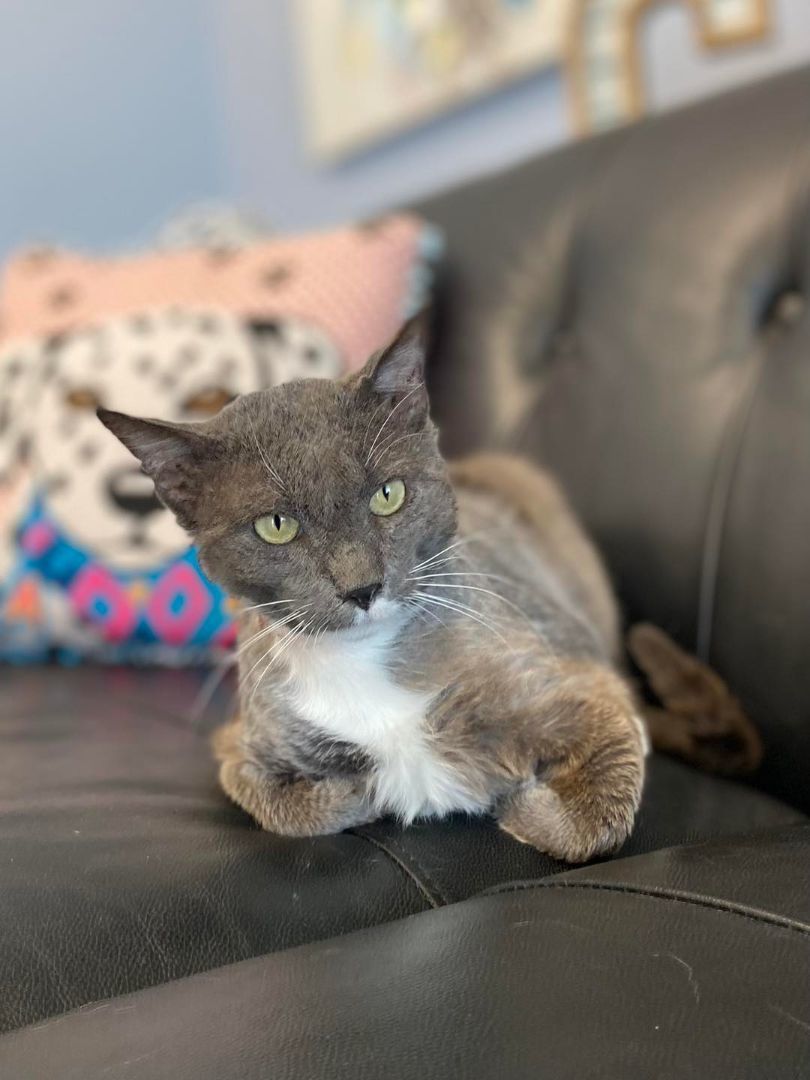 Charlie, an adoptable Domestic Medium Hair in San Angelo , TX, 76904 | Photo Image 1