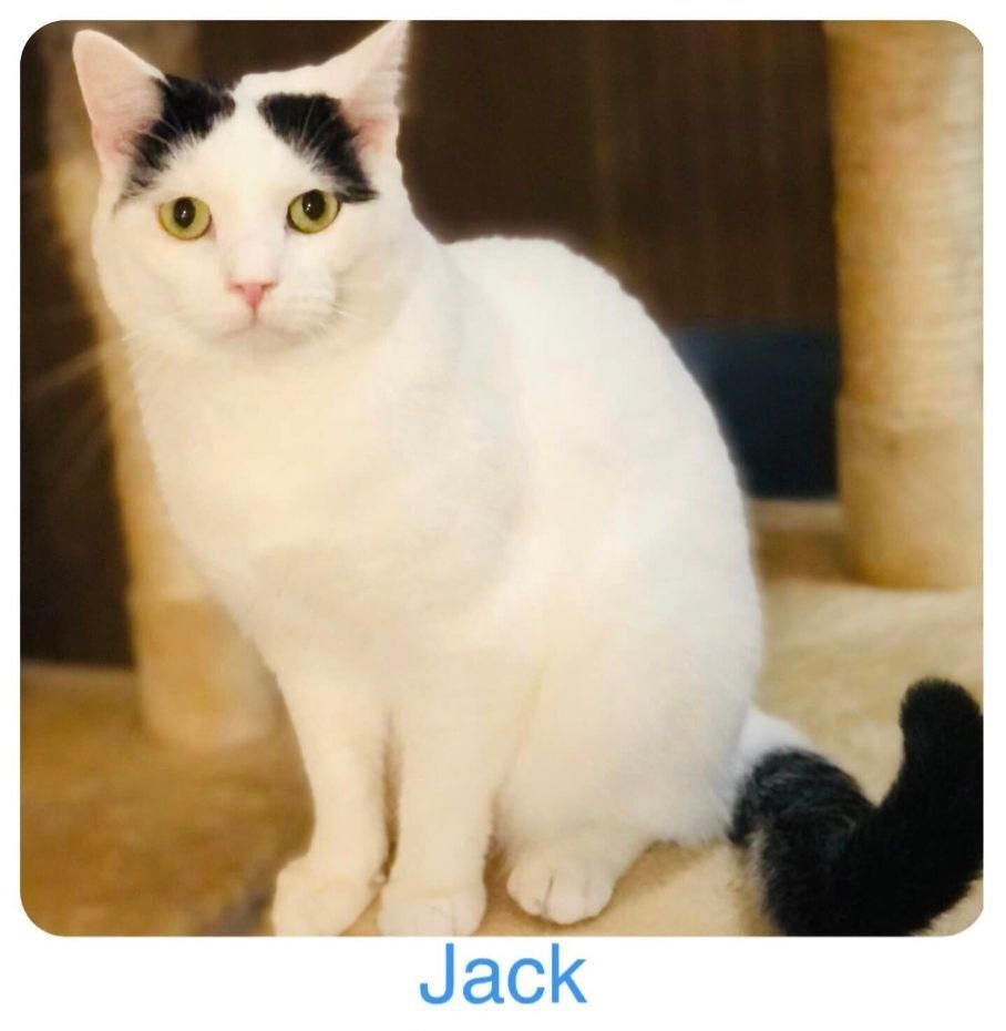 Jack, an adoptable Domestic Short Hair in San Angelo , TX, 76904 | Photo Image 1