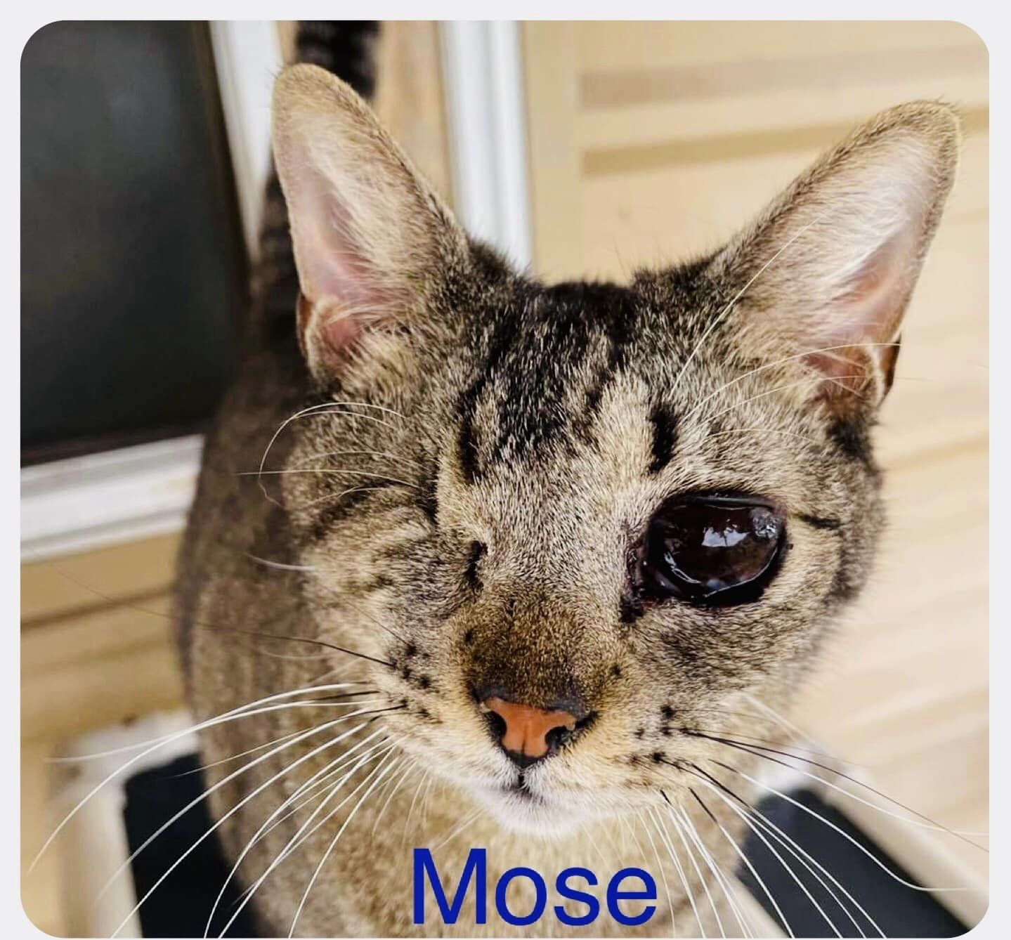 Mose, an adoptable Domestic Short Hair in San Angelo , TX, 76904 | Photo Image 1