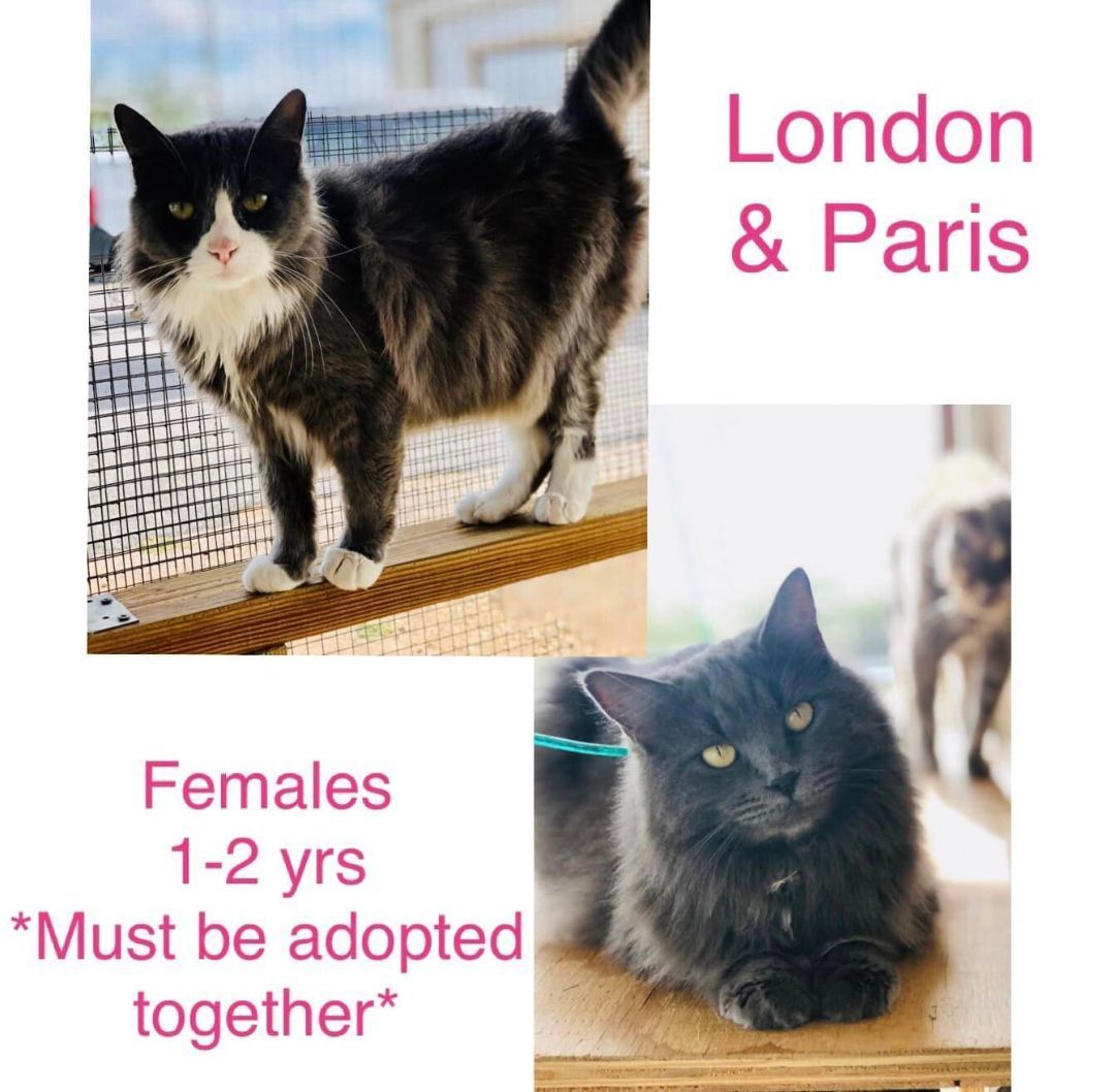 Paris & London, an adoptable Domestic Long Hair in San Angelo , TX, 76904 | Photo Image 1