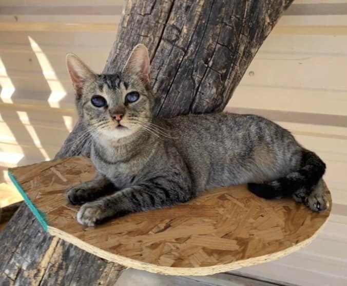 Ruth, an adoptable Domestic Short Hair in San Angelo , TX, 76904 | Photo Image 1